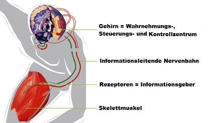 Sensomotorik