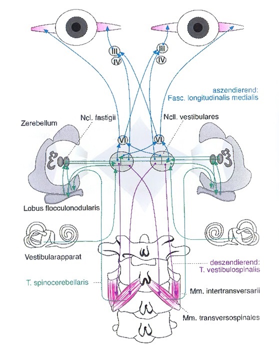 7.17 Kopplung Vertebro_Okulo